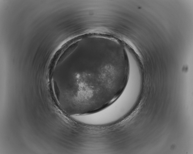 X0000096990923200802151349