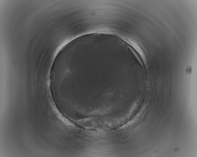 X0000096990944200802151349