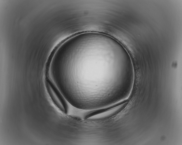 X0000096990991200802151348