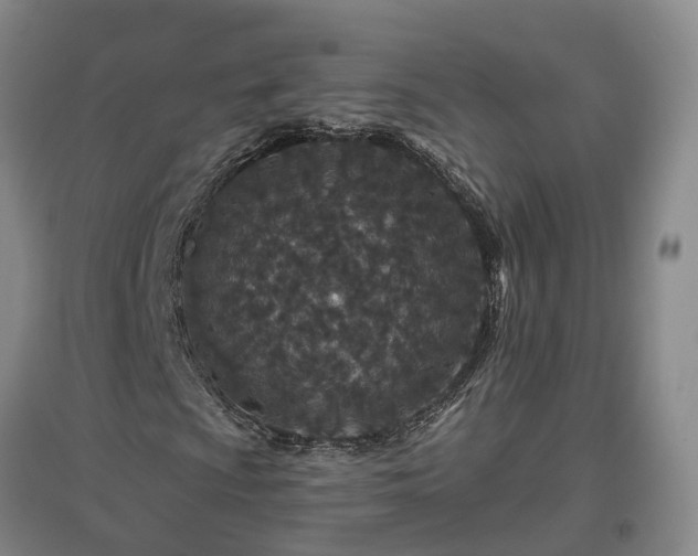 X0000096991009200802151347