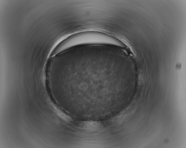 X0000096991024200802151348