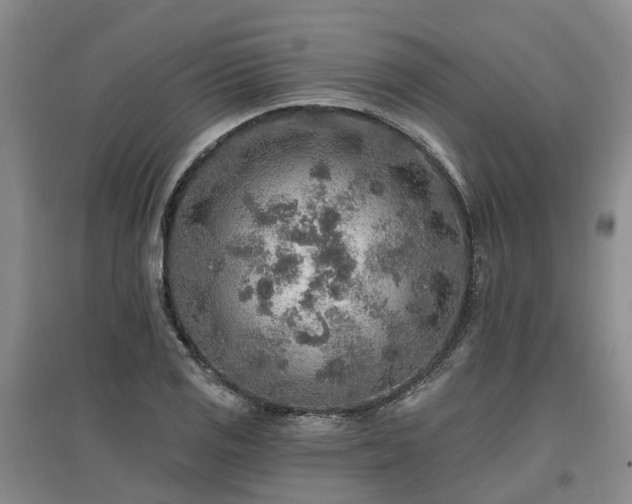 X0000096991125200802151346