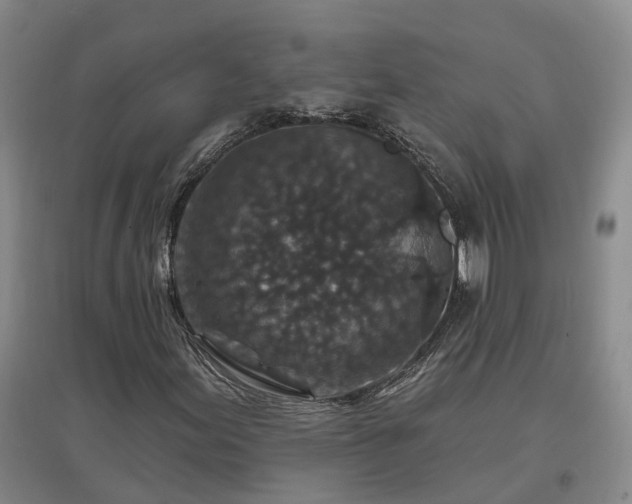 X0000096991155200802151346
