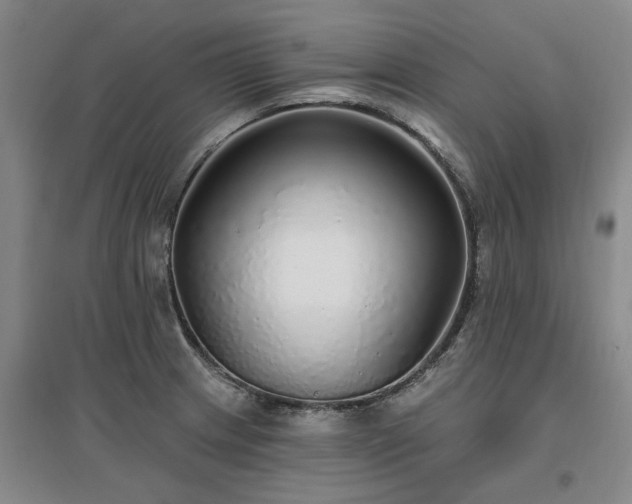 X0000096991233200802151345