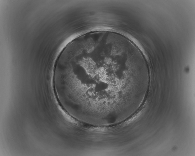 X0000096991245200802151345