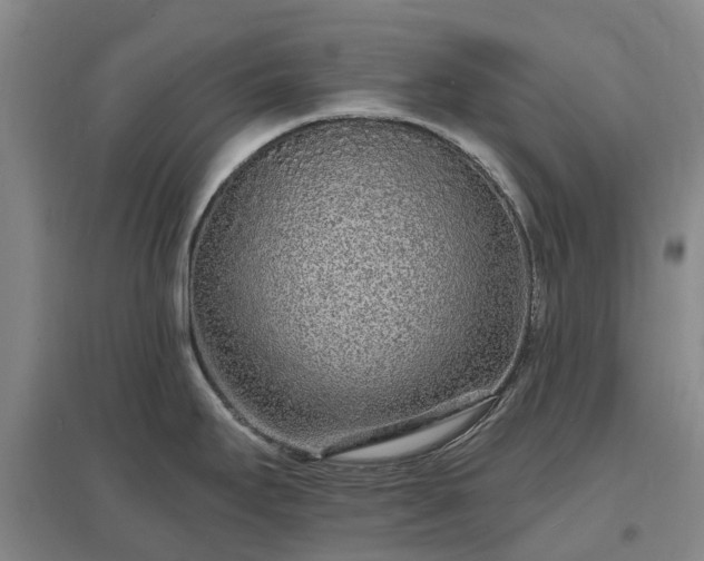 X0000096991295200802151344
