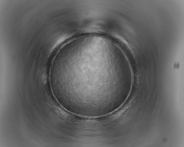 X0000096991306200802151343