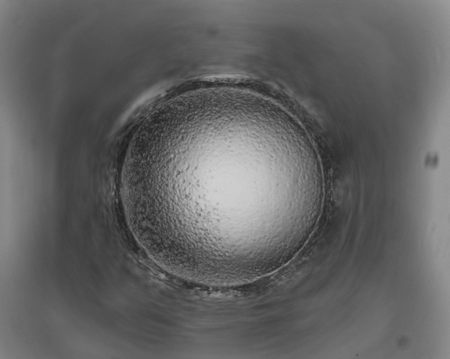 X0000096991351200802151343