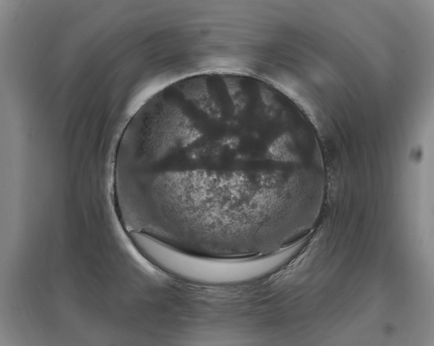 X0000096991383200802151343