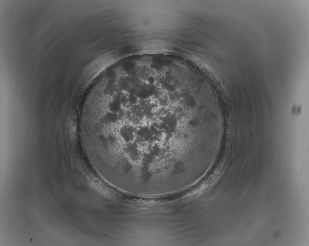 X0000096991401200802151342