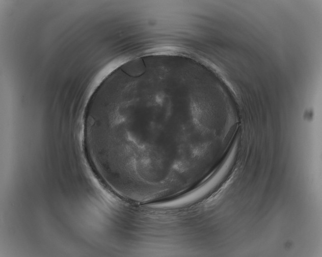 X0000096991418200802151342