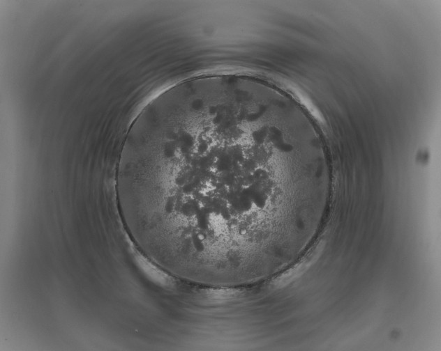 X0000096991425200802151342