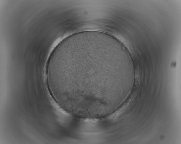 X0000096991466200802151342