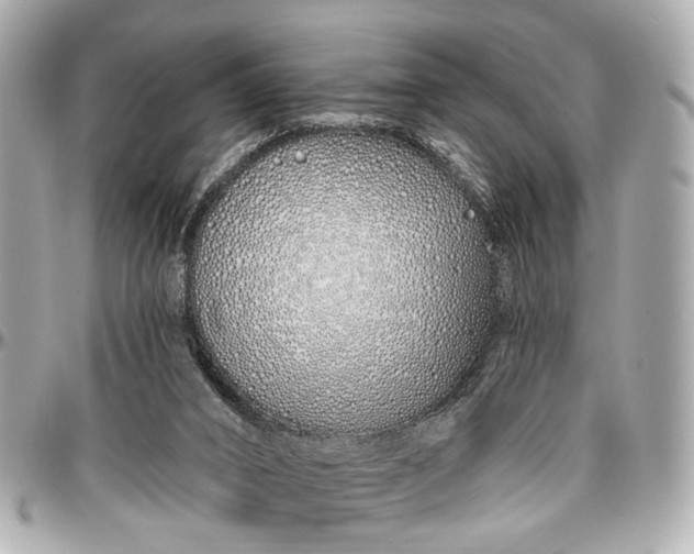 X0000096990016200802221509