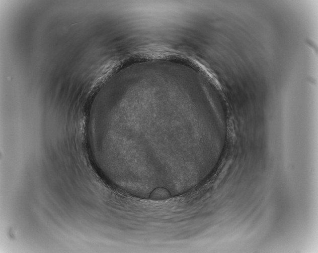 X0000096990018200802221509