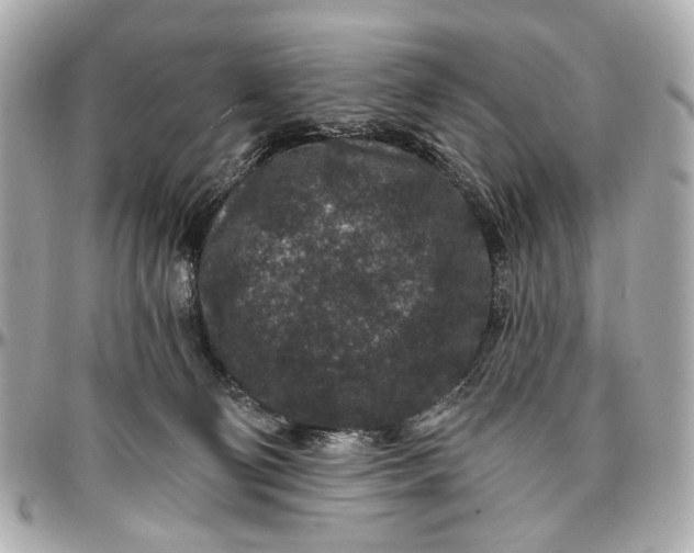 X0000096990130200802221507