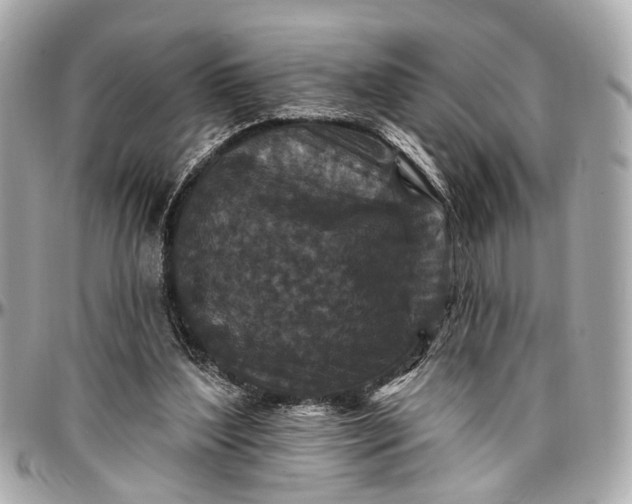 X0000096990204200802221506