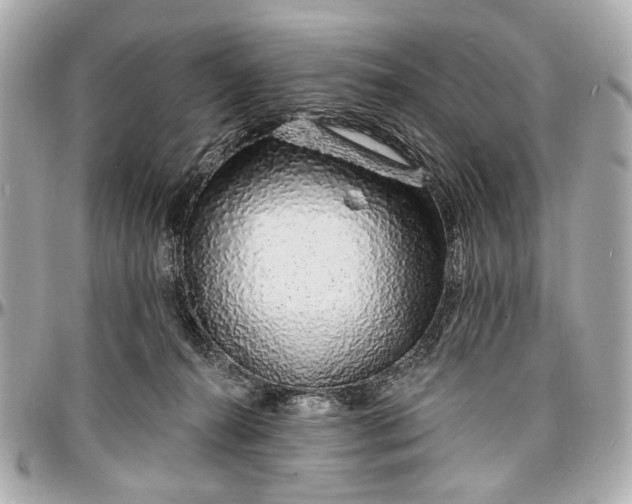 X0000096990272200802221505