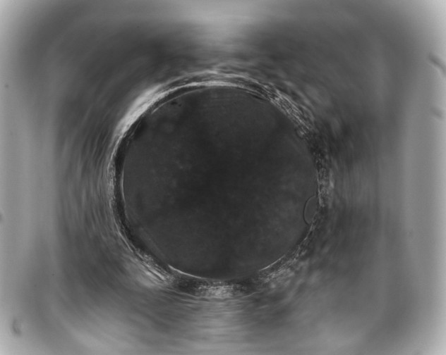 X0000096990295200802221504