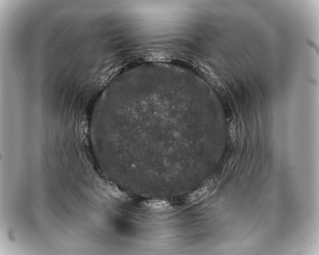 X0000096990322200802221504