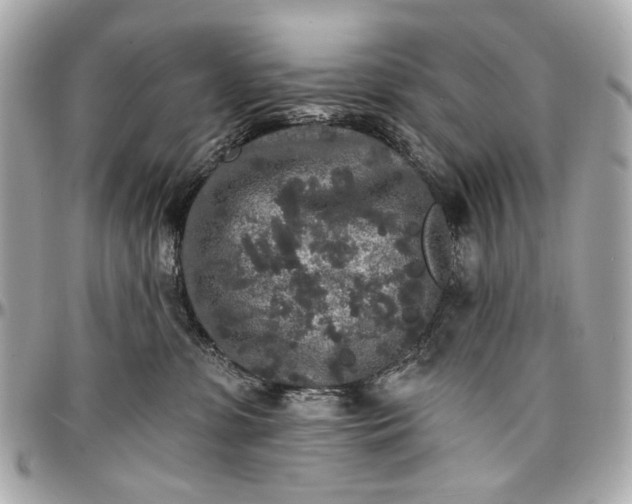 X0000096990331200802221504