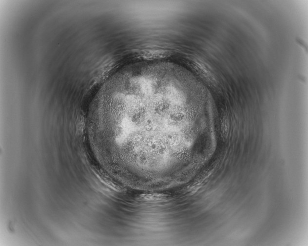 X0000096990367200802221503