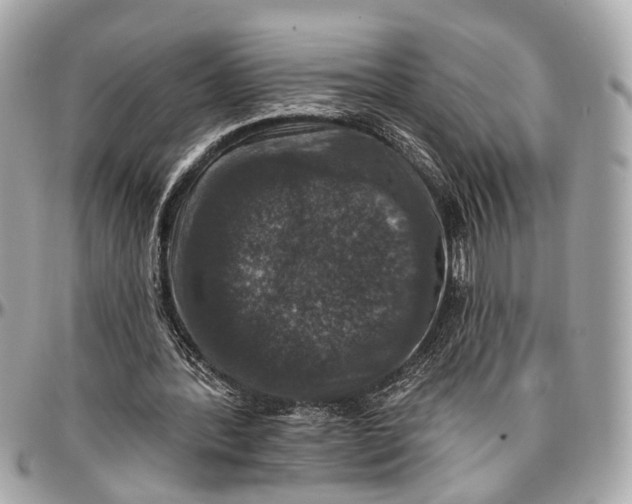 X0000096990388200802221503