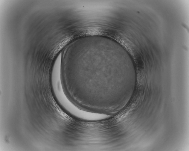 X0000096990393200802221503