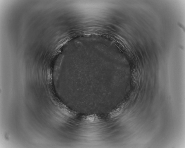 X0000096990420200802221502