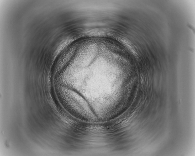 X0000096990487200802221501