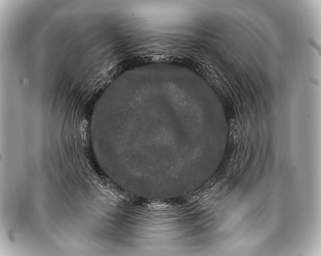 X0000096990650200802221458