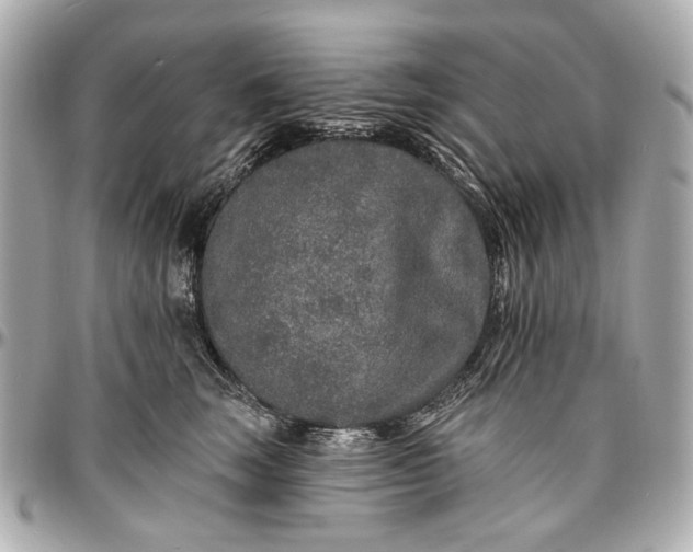 X0000096990663200802221459