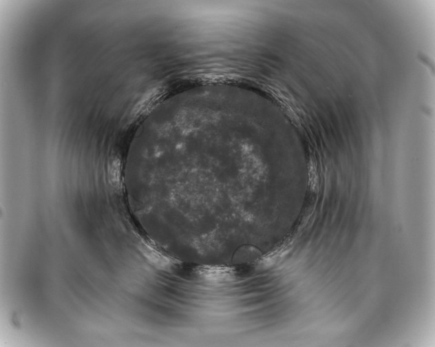 X0000096990670200802221459