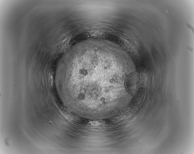 X0000096990703200802221458