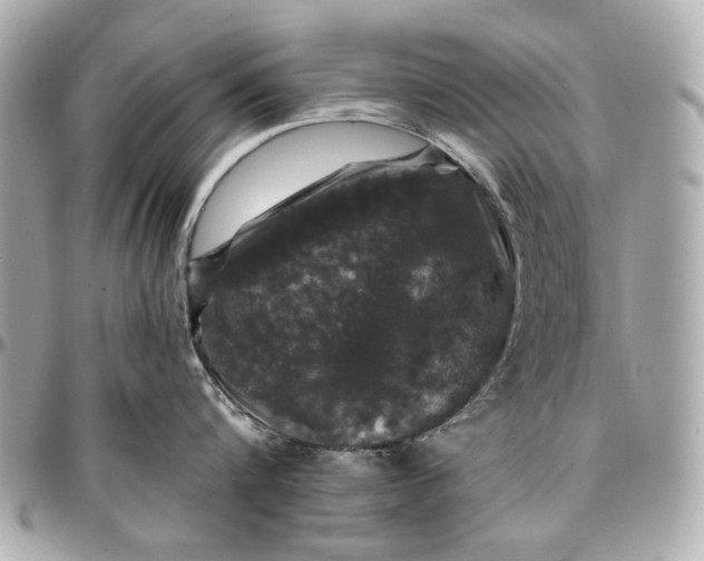 X0000096990816200802221456