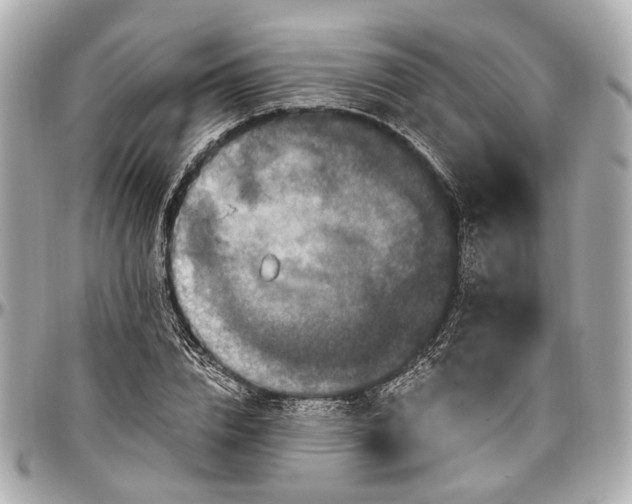 X0000096990832200802221455