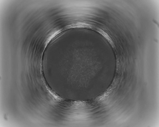 X0000096990850200802221456