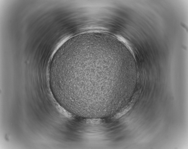 X0000096990859200802221456