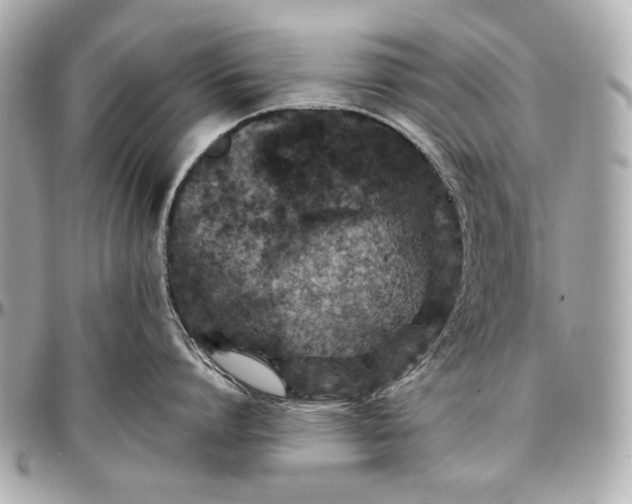 X0000096990864200802221456