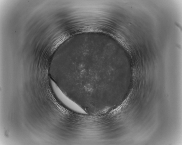 X0000096990881200802221455