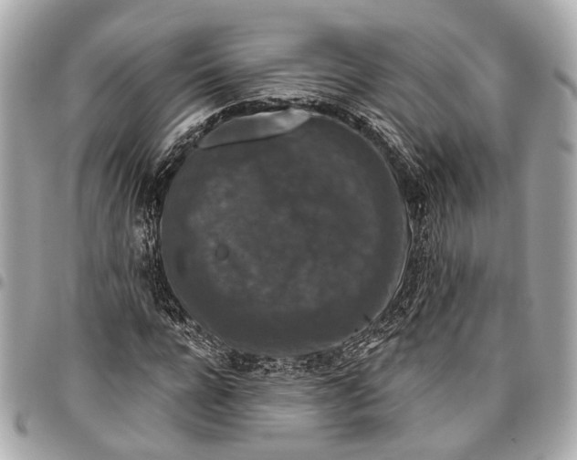 X0000096990920200802221454