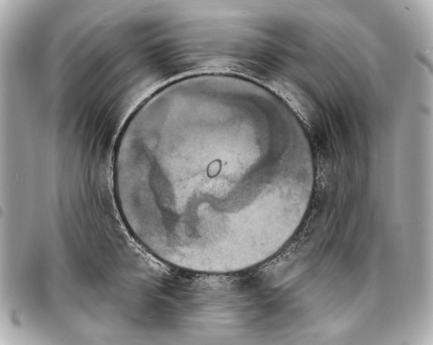 X0000096990950200802221454