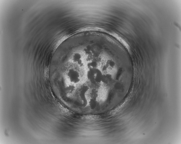 X0000096990953200802221454