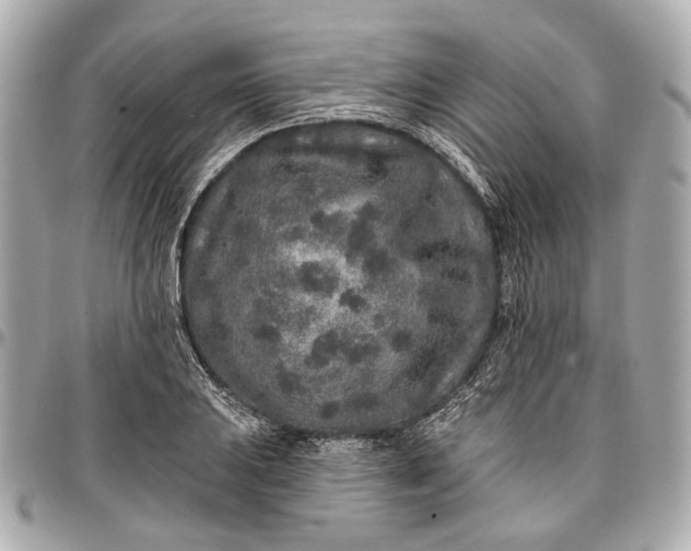 X0000096991031200802221453