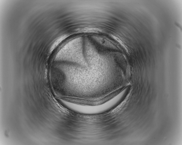 X0000096991066200802221452