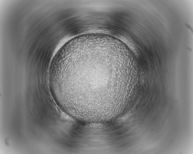 X0000096991094200802221452