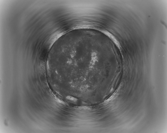 X0000096991337200802221448