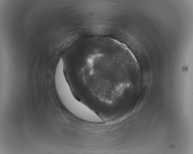 X0000096990029200802291220