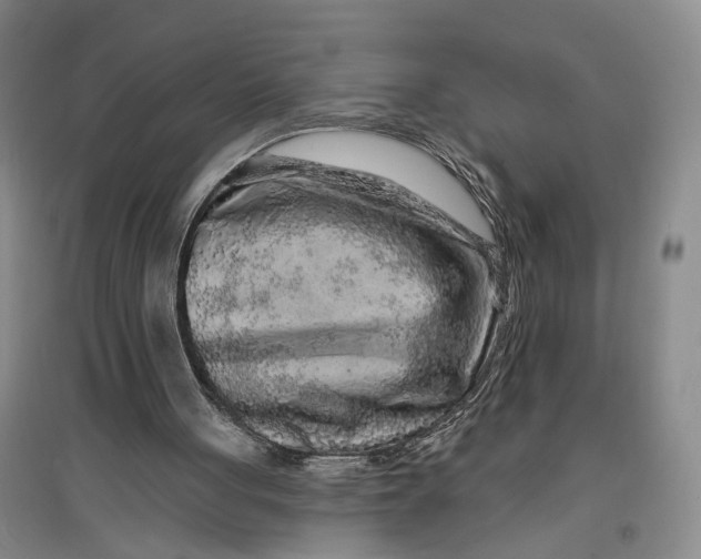 X0000096990051200802291219