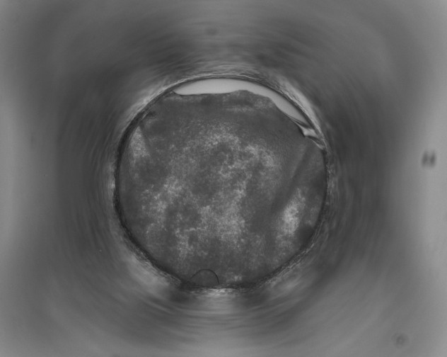 X0000096990059200802291219